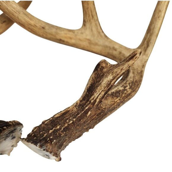 Deer Antlers For Rustic Decor Or Craft Projects or Dog Chews - Picture 3 of 11